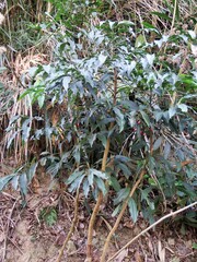 Ardisia virens