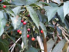 Ardisia virens