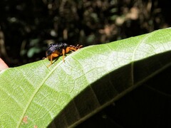 Paroplapoderus tristoides