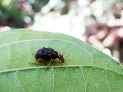 Paroplapoderus tristoides