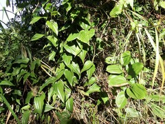 Stemona tuberosa