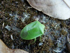 Glaucias subpunctatus