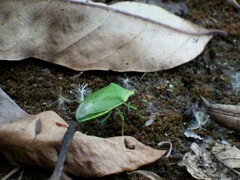 Glaucias subpunctatus