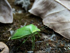 Glaucias subpunctatus