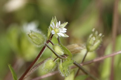 Stellaria media