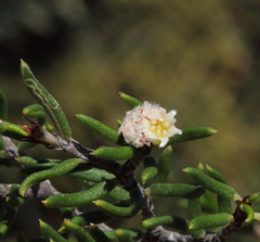 Spyridium polycephalum