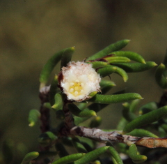 Spyridium polycephalum