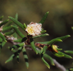 Spyridium polycephalum