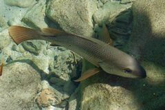 Lutjanus argentimaculatus