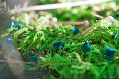 Chlorociboria aeruginascens