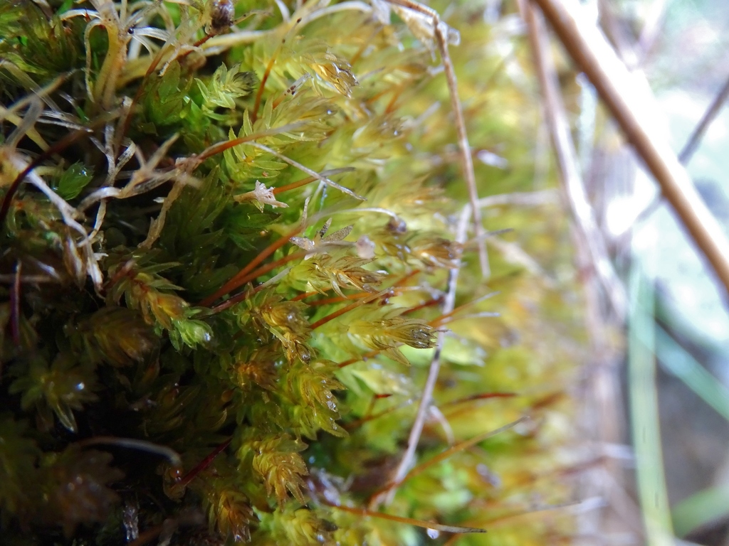 Clubmoss Thyme Moss