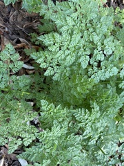 Anthriscus caucalis