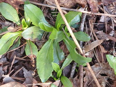 Helianthus longifolius