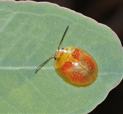 Paropsisterna fastidiosa