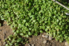 Pogogyne serpylloides