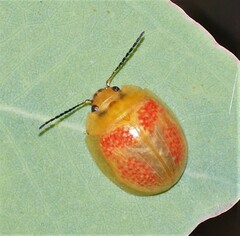 Paropsisterna fastidiosa