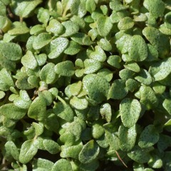 Pogogyne serpylloides