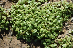 Pogogyne serpylloides