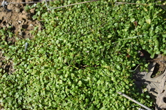 Pogogyne serpylloides