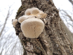 Pseudospongipellis unicolor