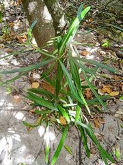 Planchonella cinerea