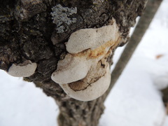 Pseudospongipellis unicolor