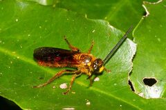 Radumeris novocaledonica