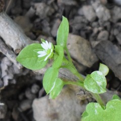 Stellaria media