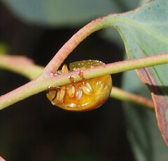 Paropsisterna fastidiosa