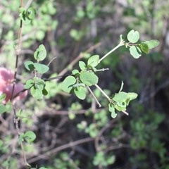 Symphoricarpos albus