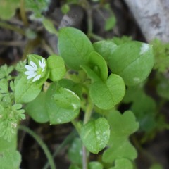 Stellaria media