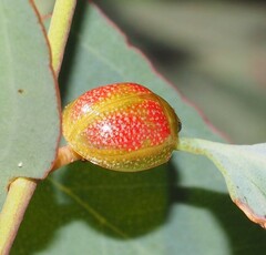 Paropsisterna fastidiosa