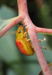 Paropsisterna fastidiosa
