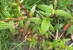 Monochaetum floribundum