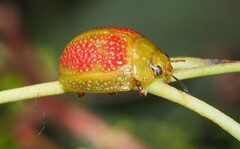 Paropsisterna fastidiosa