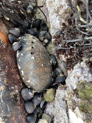 Haliotis cracherodii