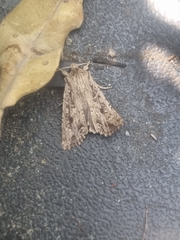 Ichneutica morosa