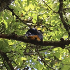 Trogon caligatus