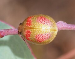 Paropsisterna fastidiosa