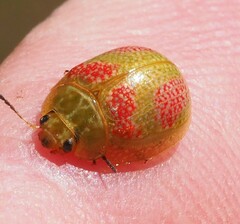 Paropsisterna fastidiosa