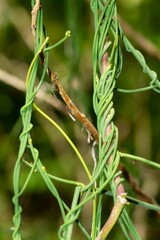 Cassytha filiformis