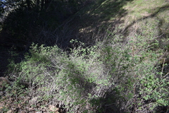 Symphoricarpos albus