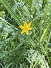 Hypoxis hygrometrica
