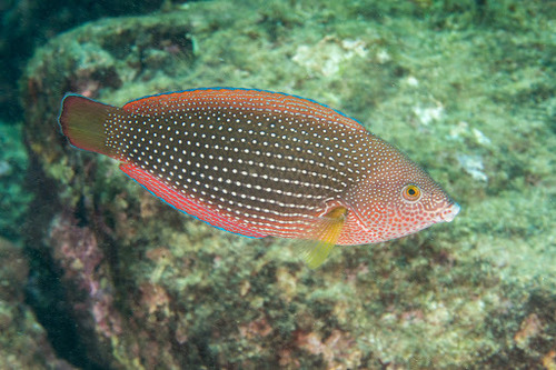Pearl wrasse (Anampses cuvier) — Labridae — 2
