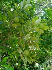 Planchonella cinerea