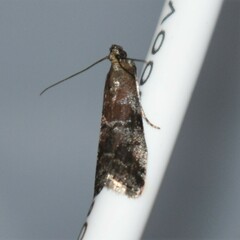 Moodna ostrinella