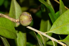 Planchonella cinerea