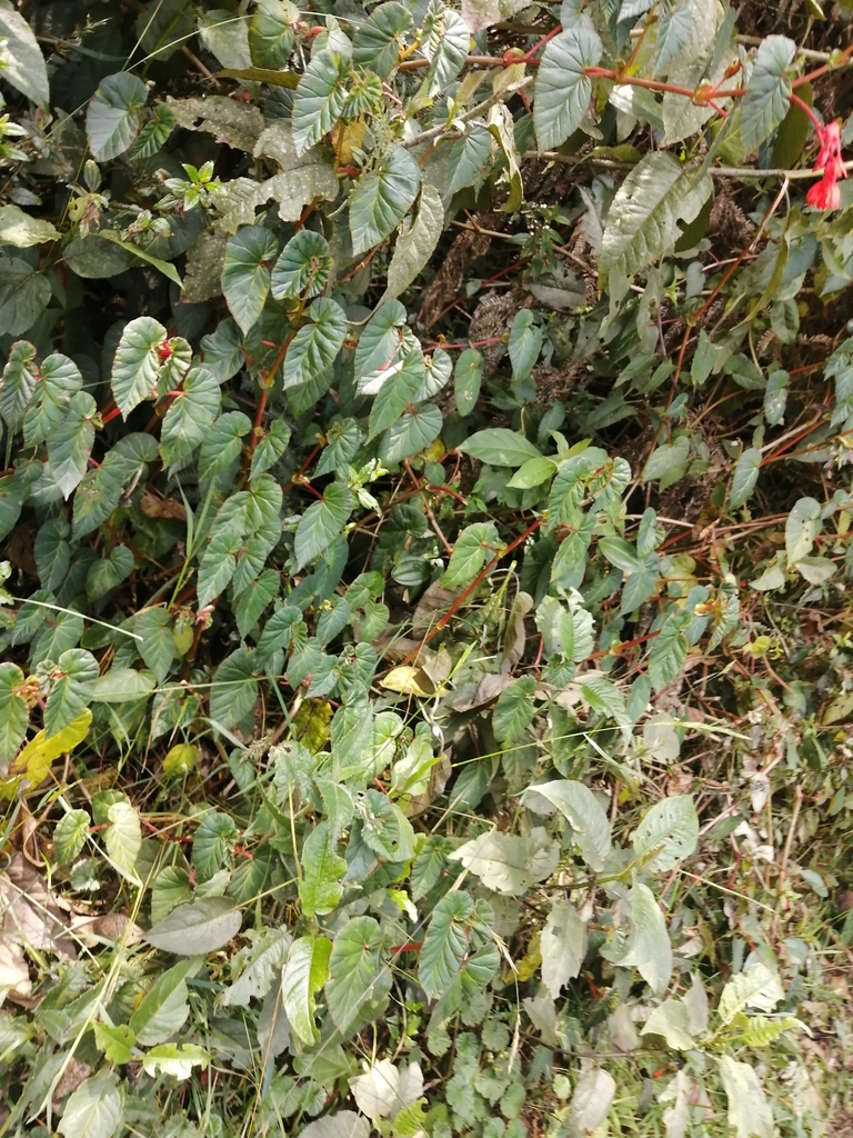 Begonia ferruginea; photograph GERMAN LEONEL SARMIENTO CRUZ, CC BY, iNaturalist via GBIF