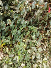 Begonia ferruginea