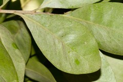 Planchonella cinerea